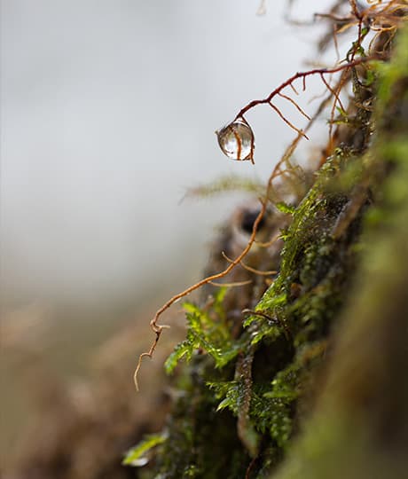 Ecology